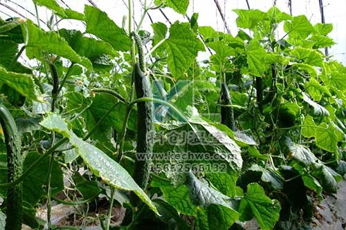 無土栽培，無土栽培技術，無土栽培設備