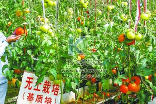 無土栽培，無土栽培技術(shù)，無土栽培設(shè)備
