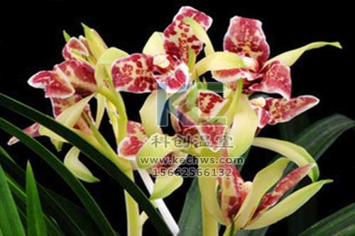 無土栽培，無土栽培技術，無土栽培設備