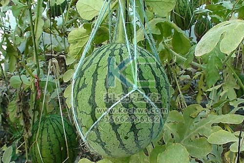 無土栽培，無土栽培技術，無土栽培設備