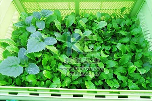 無土栽培，無土栽培技術，無土栽培設備