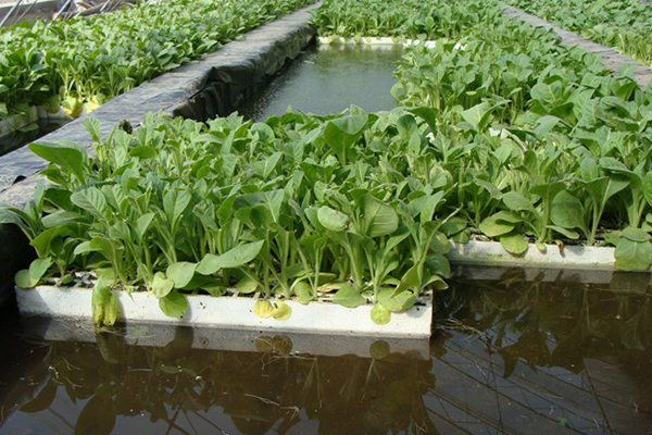 無土栽培，無土栽培技術，無土栽培設備