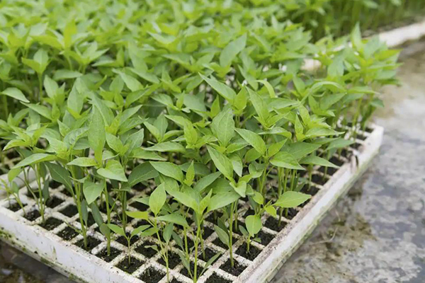 無土栽培，無土栽培技術，無土栽培設備