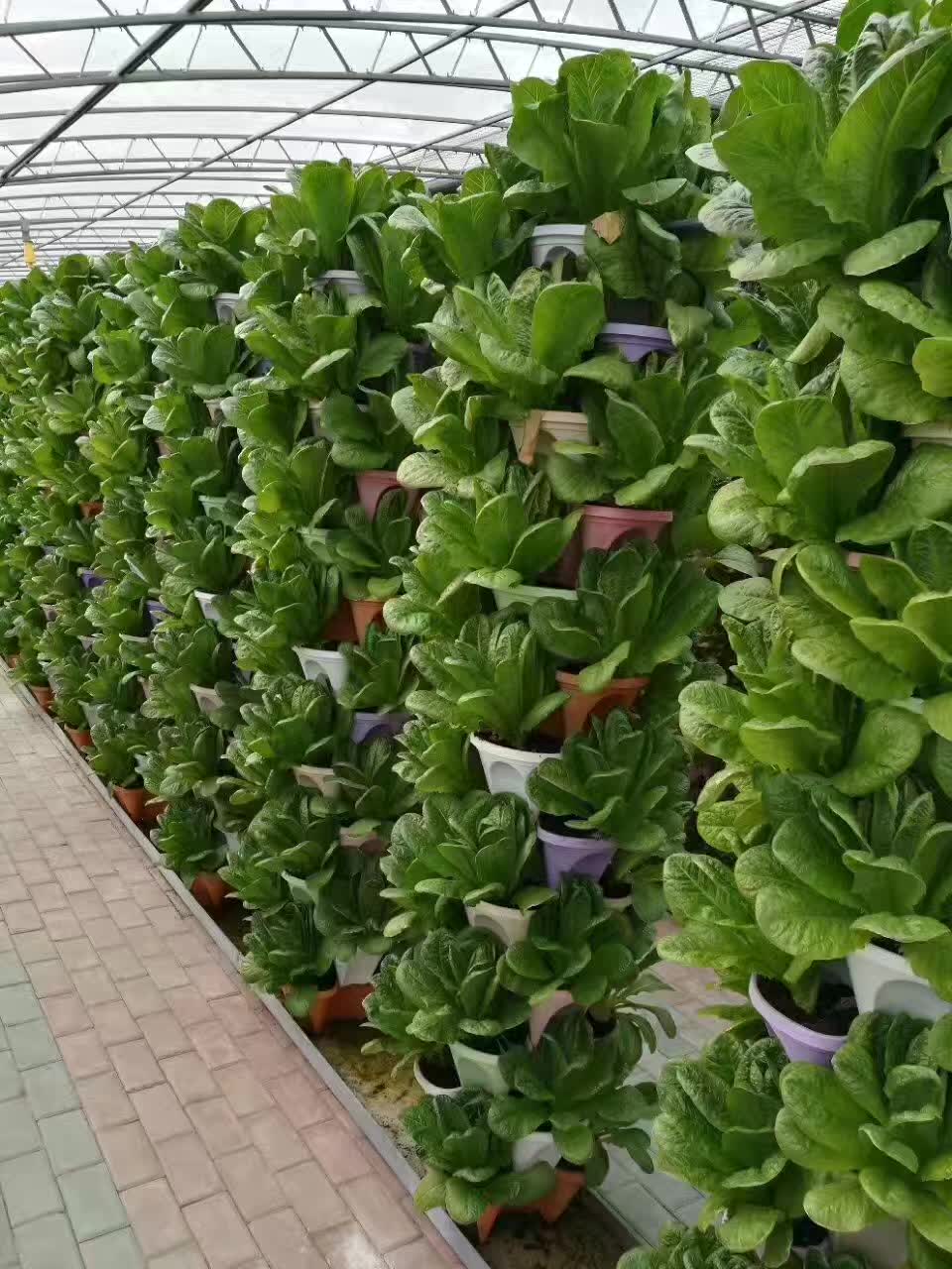 無土栽培，無土栽培技術，無土栽培設備